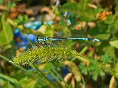 White-legged Damselfly (Platycnemis pennipes) Alan Prowse